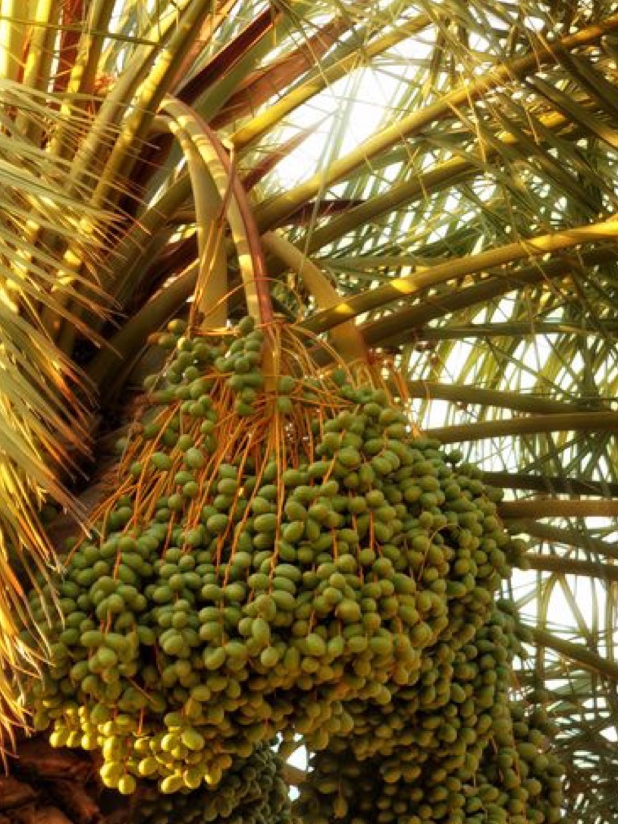 Mélange du randonneur oriental, fruits et graines