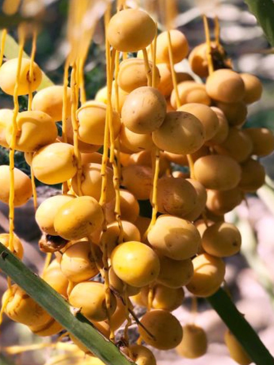 Dattes fourrées à la pâte d’amande, plateau de seize